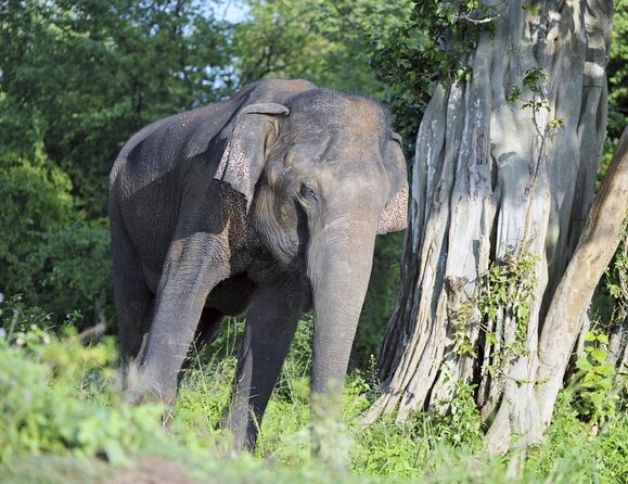 03 Days Highlights Of Sigiriya,Kandy,Nuwara Eliya ,Ella & Udawalawe - Key Points I’d Actually Use Before You Go
