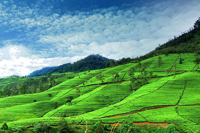 3 Days Tour to Kandy Nuwara Eliya & Sigiriya from Colombo - Day 2 to Nuwara Eliya: tea factory stops and cool-climate pacing