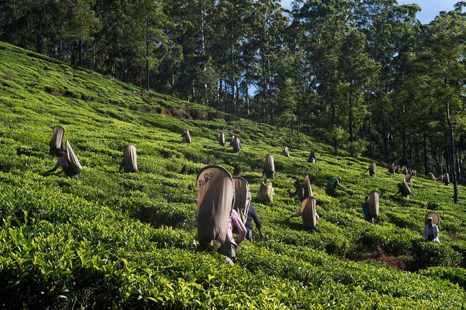 6-Day Sri Lanka Heritage Private Tour - Nuwara Eliya: Victoria Park, Gregory Lake, and Waterfalls