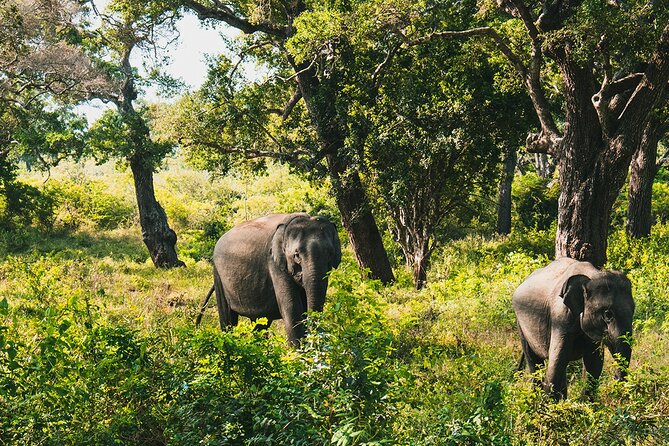 8 Days Sri Lanka Private Round Tour - Day 3: Ambuluwawa Tower, tea gardens, Nuwara Eliya colonial stops, and Lover’s Leap
