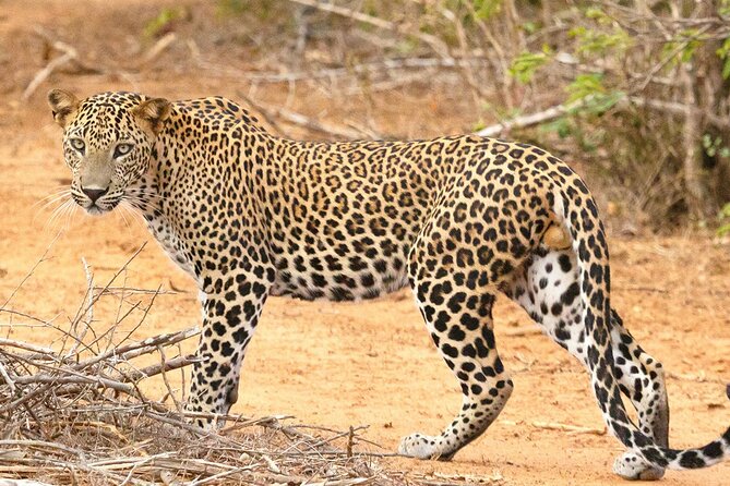 8 Days Sri Lanka Private Round Tour - Day 4: Nanu Oya to Ella by scenic train
