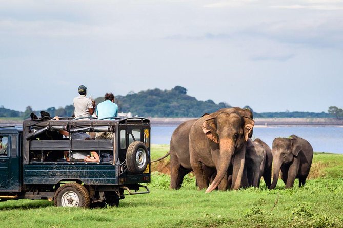 All-inclusive Sigiriya, Dambulla and Wildlife Safari from Colombo - Oakray Woodcarvings and Natural Paint Pigments: Art You Can Touch