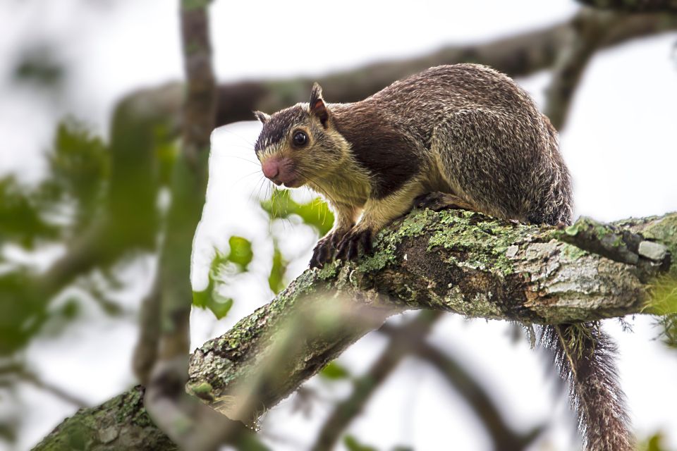 Colombo/Bentota/Kalutara/Ahungalla: Yala Safari Tour - Who This Tour Fits Best