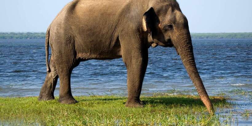 Colombo/Bentota/Kalutara/Ahungalla: Yala Safari Tour - Yala National Park, by Day Trip: What Makes It Worth the Ride