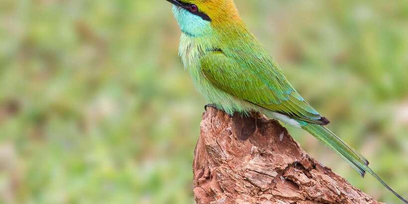 Colombo/Bentota/Kalutara/Ahungalla: Yala Safari Tour - Price and Park Fees: The Real Budget for a Full Day in Yala