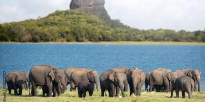 Colombo/Negombo to Sigiriya, Dambulla & Jeep Safari Day Tour - Spice garden and Ayurveda walk: practical learning, not just souvenirs