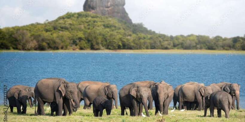 Colombo/Negombo to Sigiriya, Dambulla & Jeep Safari Day Tour - Spice garden and Ayurveda walk: practical learning, not just souvenirs