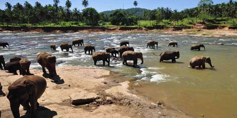 Day Tour to Elephant Orphanage / spice garden - Why Pinnawala is the fast-track elephant stop from Colombo