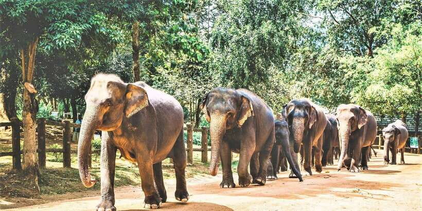 Day Tour to Elephant Orphanage / spice garden - The 6-hour rhythm: pickup, drive time, and when to arrive