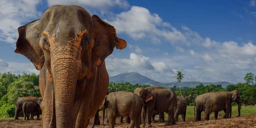 Day Tour to Elephant Orphanage / spice garden - River-bath moments with babies and milk feeding