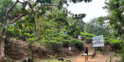 Discover the Best of Sri Lanka in 2 Days - Day 1: Ravana Falls, the Train to Ella, and Tea Country Timing