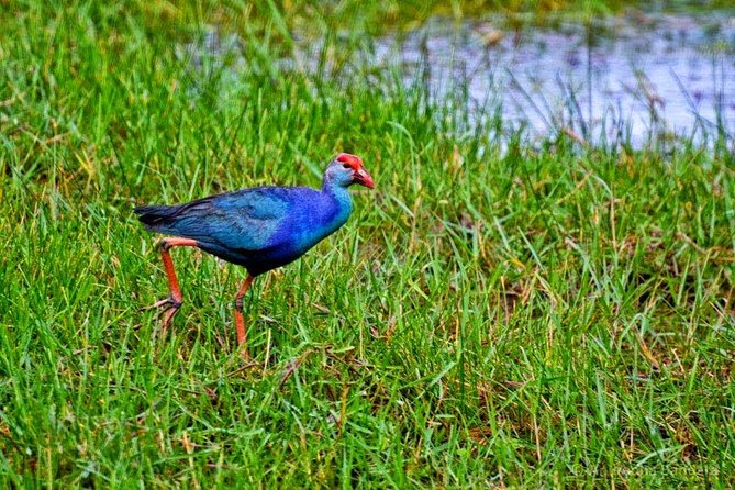 Exclusive: Muthurajawela Bird Watching Tour with Transfers - Why Muthurajawela Marsh is worth the early start near Negombo