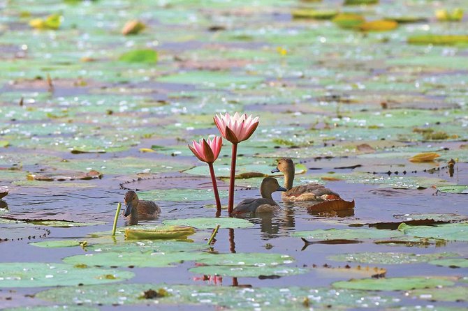 Exclusive: Muthurajawela Bird Watching Tour with Transfers - Mangroves, crocodiles, monkeys, and the small stuff that makes it fun