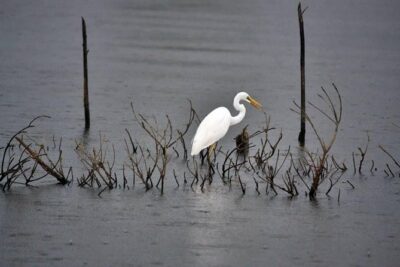 Exclusive: Muthurajawela Bird Watching Tour with Transfers - Tuk-tuk pickup and the local rhythm of getting there