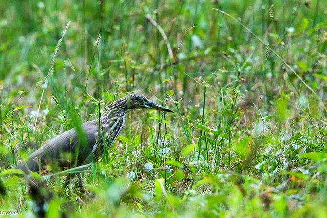 Exclusive: Muthurajawela Bird Watching Tour with Transfers - Bird watching payoff: spotting 75 species and more