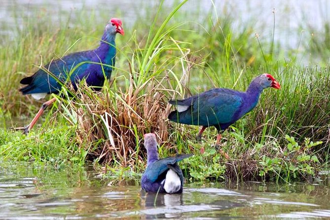 Exclusive: Muthurajawela Bird Watching Tour with Transfers - Timing, comfort, and what to bring for a smoother experience