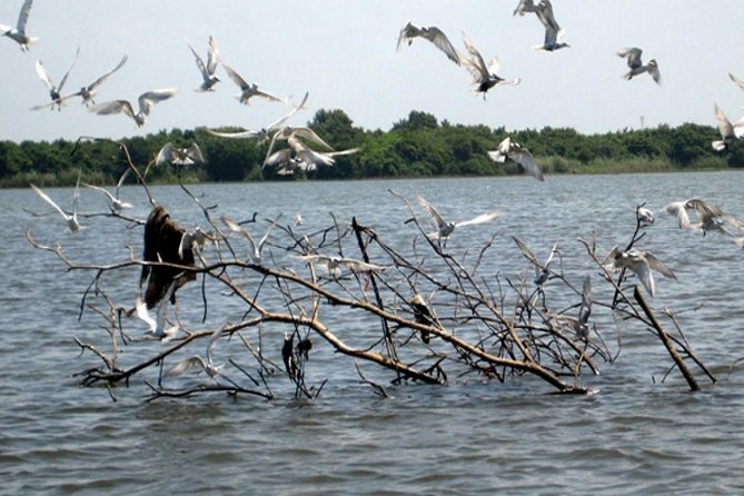 Exclusive: Muthurajawela Bird Watching Tour with Transfers - Price and value: is $35 good for a private boat-and-guide safari?