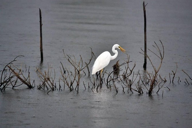 Exclusive: Muthurajawela Bird Watching Tour with Transfers - Tuk-tuk pickup and the local rhythm of getting there