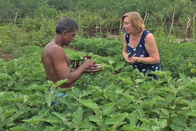 Exclusive: Southern Sri Lanka Sightseeing Private Day Trip - Balapitiya and the Madu River cruise: estuary life from inside the waterworld
