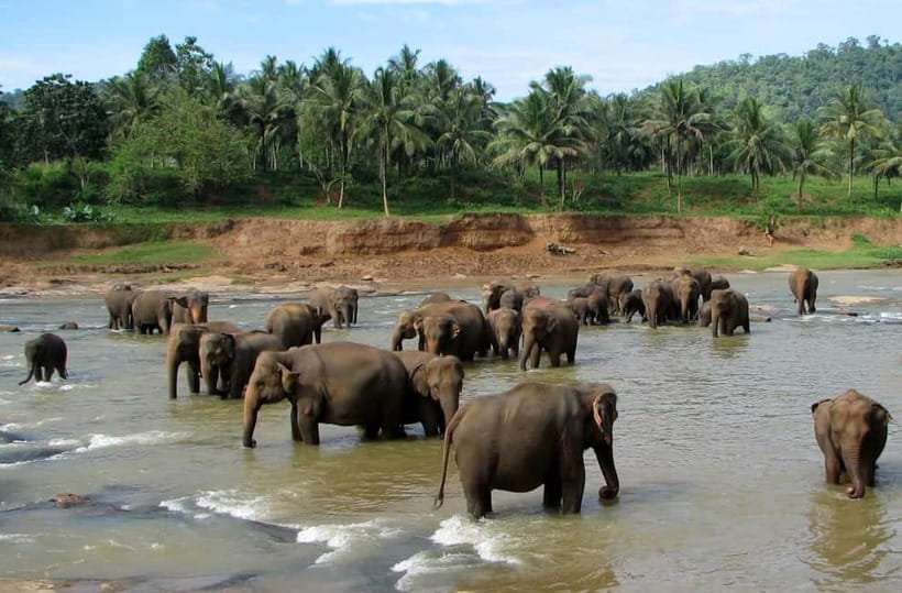 From Colombo: Kandy and Pinnawala Orphanage Short Excursions - Key things to know before you go