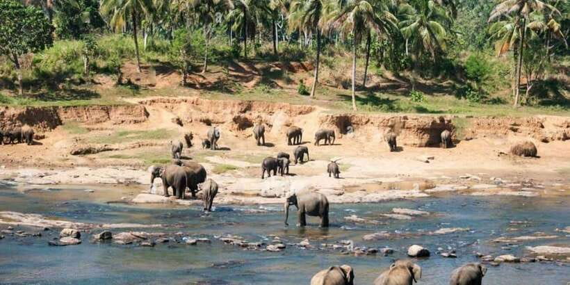 From Colombo: Kandy, Pinnawala and Tea Factory Full-Day Trip - Susantha Spice & Herbal Garden: A Gentle Cultural Break (Not Just a Shopping Stop)