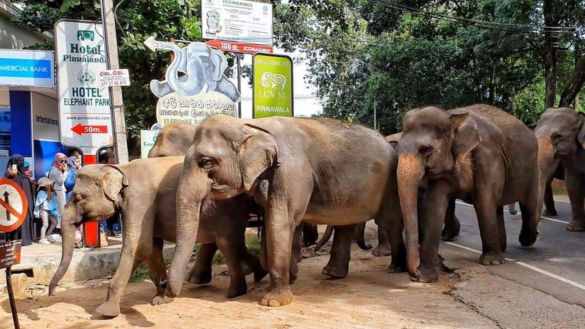 From Colombo: Kandy Temples and Pinnawala Full-Day Tour - Pinnawala Maha Oya River Elephant Bath: The Morning That Sticks