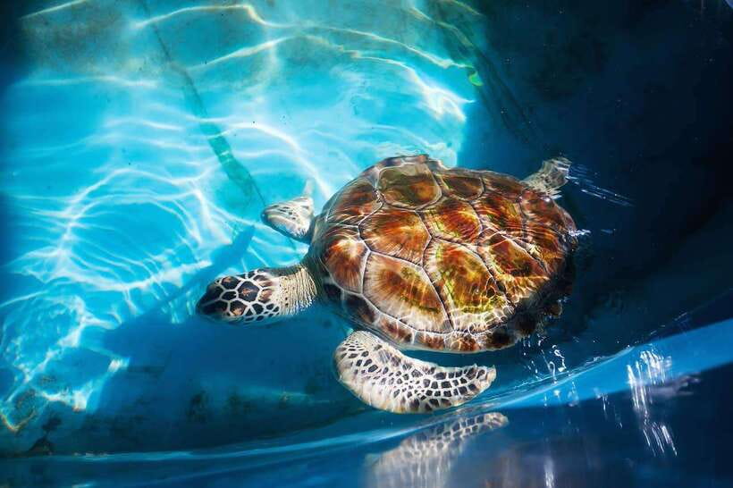 From Colombo/Negombo: Galle, Madu River, and Turtle Hatchery - Key highlights you’ll actually feel during the day