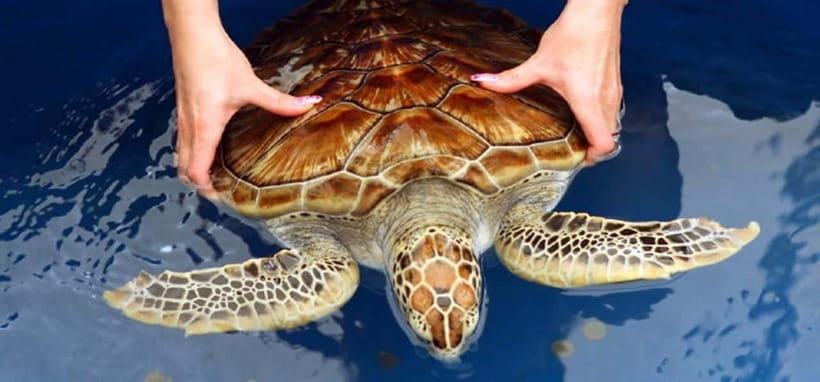 From Colombo/Negombo: Galle, Madu River, and Turtle Hatchery - The simple genius of doing Galle, turtles, and a river safari together