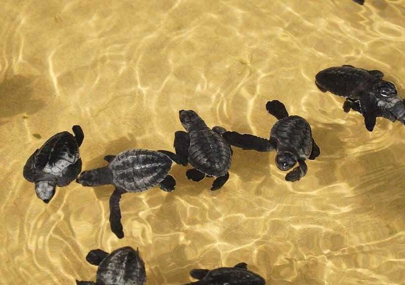 From Colombo/Negombo: Galle, Madu River, and Turtle Hatchery - Galle Fort walking tour: guided context, museum time, and your own wander space