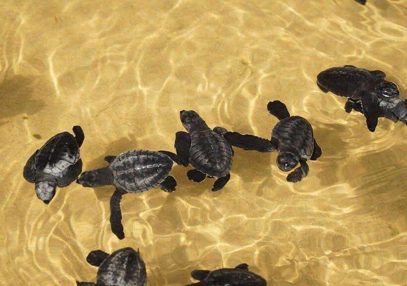 From Colombo/Negombo: Galle, Madu River, and Turtle Hatchery - How the hotel pickup and air-conditioned ride sets your mood