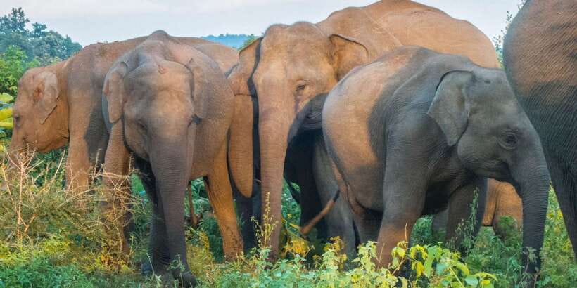 From Colombo: Private Minneriya National Park Day Safari - Key highlights to know before you go