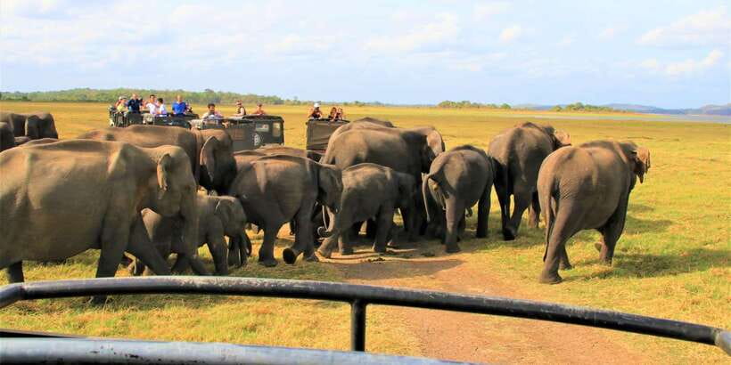 From Colombo: Private Minneriya National Park Day Safari - Before you go: COVID requirements and readiness for the day