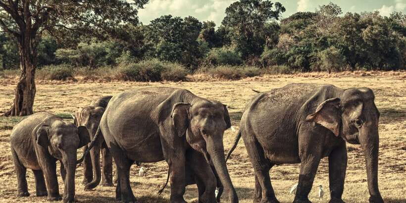 From Colombo: Private Minneriya National Park Day Safari - What you might see: elephants, plus the whole Sri Lankan cast