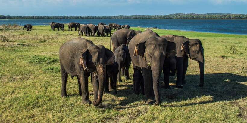 From Colombo: Private Minneriya National Park Day Safari - The guide’s role: turning sightings into knowledge