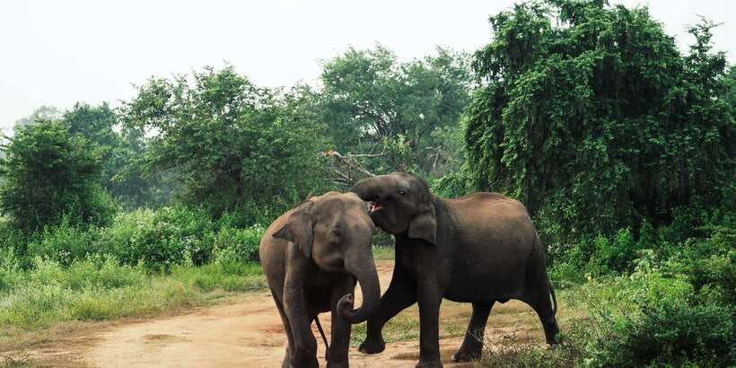 From Colombo: Private Minneriya National Park Day Safari - Price and value for a private Colombo-to-Minneriya safari
