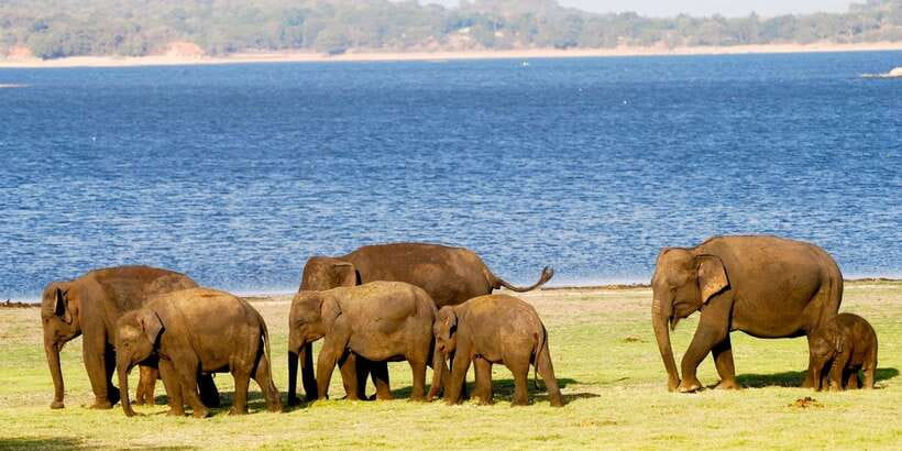 From Colombo: Private Minneriya National Park Day Safari - Practical rules and small details that matter on safari day