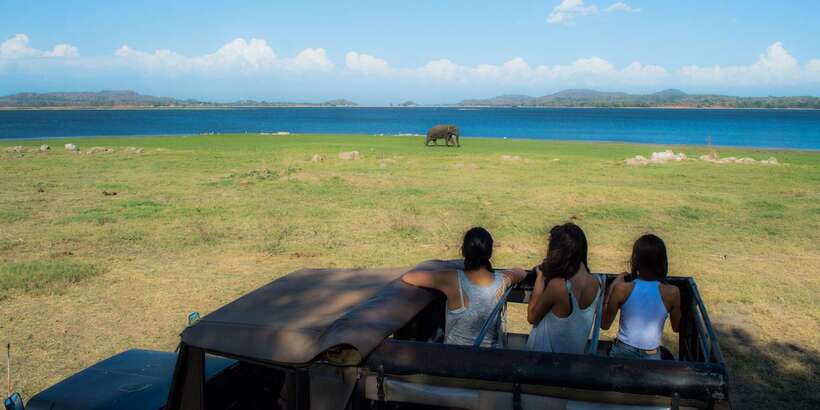 From Colombo: Private Minneriya National Park Day Safari - Who this Minneriya day safari suits best
