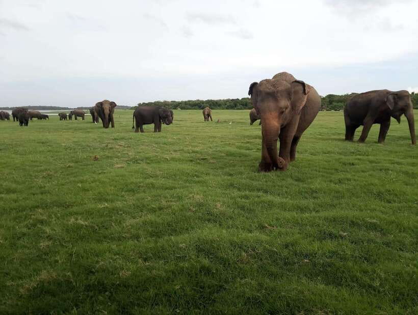 From Colombo: Sigiriya & Dambulla Day Tour with Safari - Price and logistics: what $48 really covers (and what won’t)