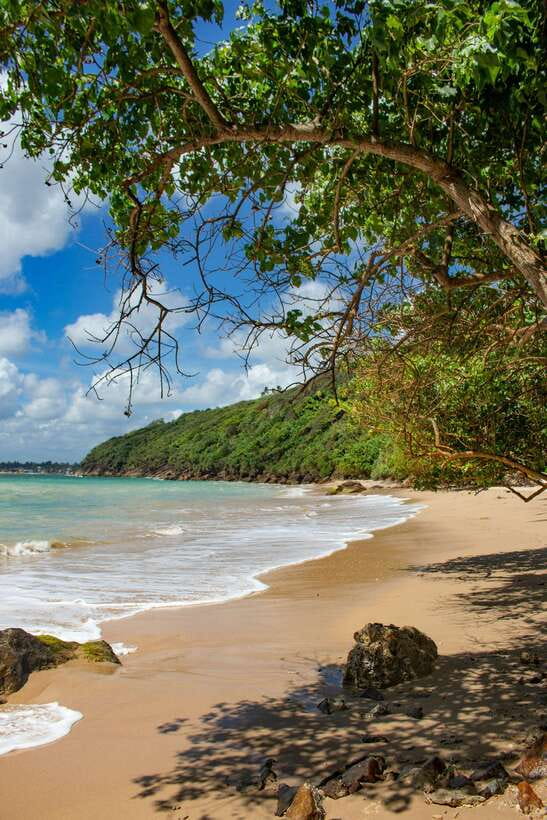 From Colombo to Galle Fort and Jungle Beach Day Trip - Madhu River Safari and Fish Therapy: Mangroves, Wildlife, and a Different Kind of Fun