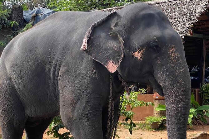 From Colombo to Sigiriya Fortress, Dambulla & Minneriya Safari - Price and logistics: what $75 includes versus what you’ll pay on top