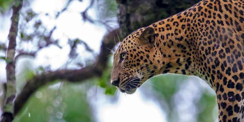 From Colombo: Yala National Park Safari with Transfer - Should You Book This Safari? My Practical Take