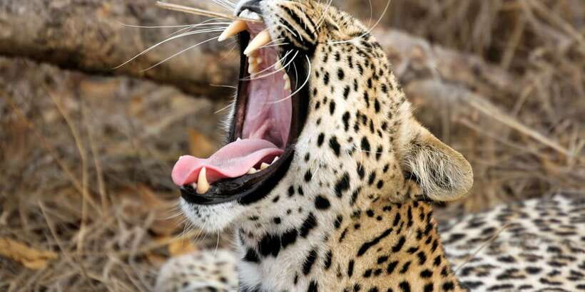 From Colombo: Yala National Park Safari with Transfer - Yala National Park by Jeep: Where the Wildlife Viewing Game Happens