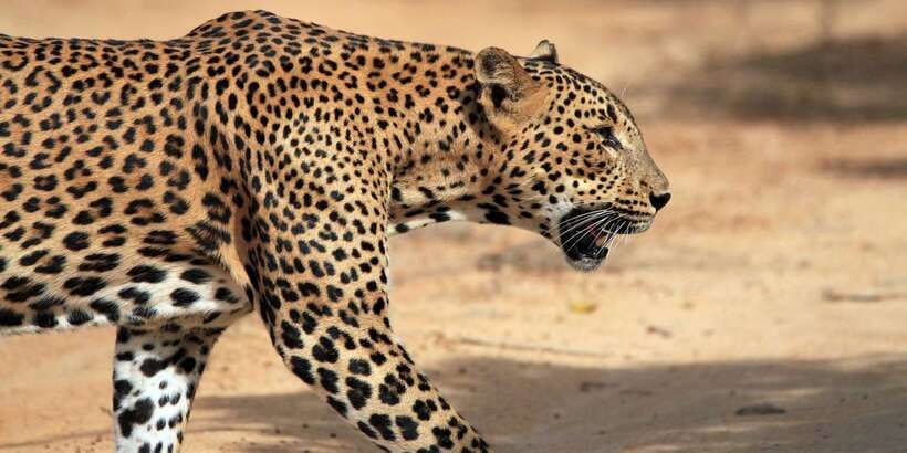 From Colombo: Yala National Park Safari with Transfer - Wildlife Beyond Leopards: Crocodiles, Birds, and the Stuff You Might Miss
