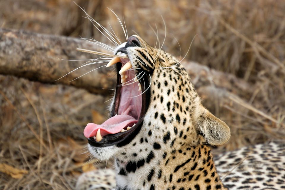 From Colombo: Yala National Park Safari with Transfer - Price Value: When This Safari Makes Sense