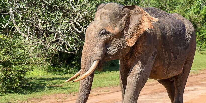 From Colombo: Yala National Park Safari with Transfer - What the 14 Hours Look Like in Real Life