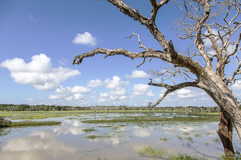 From Colombo: Yala National Park Safari with Transfer - Who Should Book This Yala Safari With Transfer
