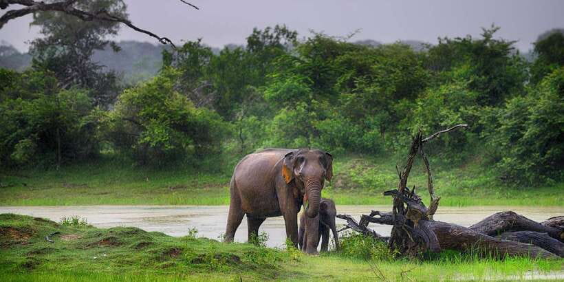 From Colombo: Yala National Park Safari with Transfer - Leopard Chances: What Makes This Park Special (and Unpredictable)