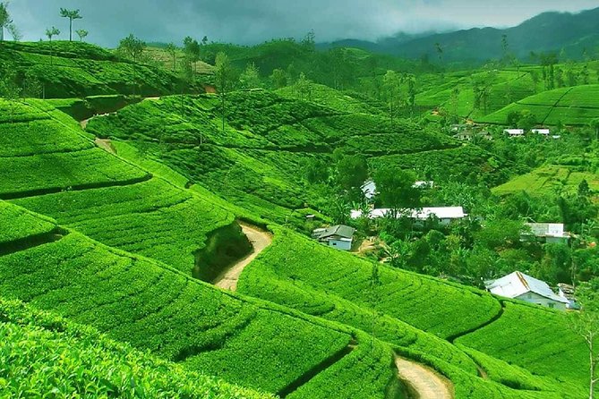 Kandy and Pinnawala Private Day Tour from Colombo/Negombo - From Colombo to Kandy: The Smooth Part Starts at Pickup