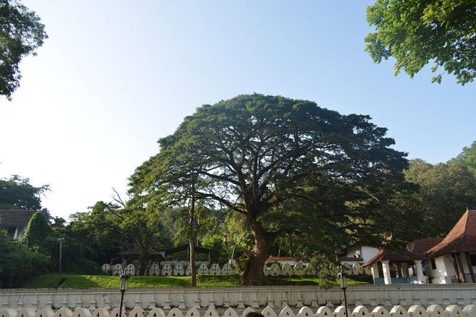 Kandy Full-Day Tour - The Real Logistics: Pickup, Timing, and Staying Comfortable