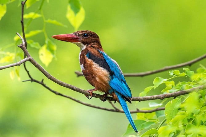 Muthurajawela Bird Watching Tour From Colombo & Negombo - Key Highlights to Know Before You Go